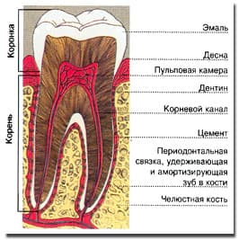 Терапия канала зуба